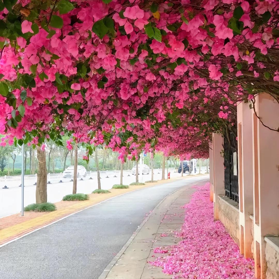 花繁叶茂园景