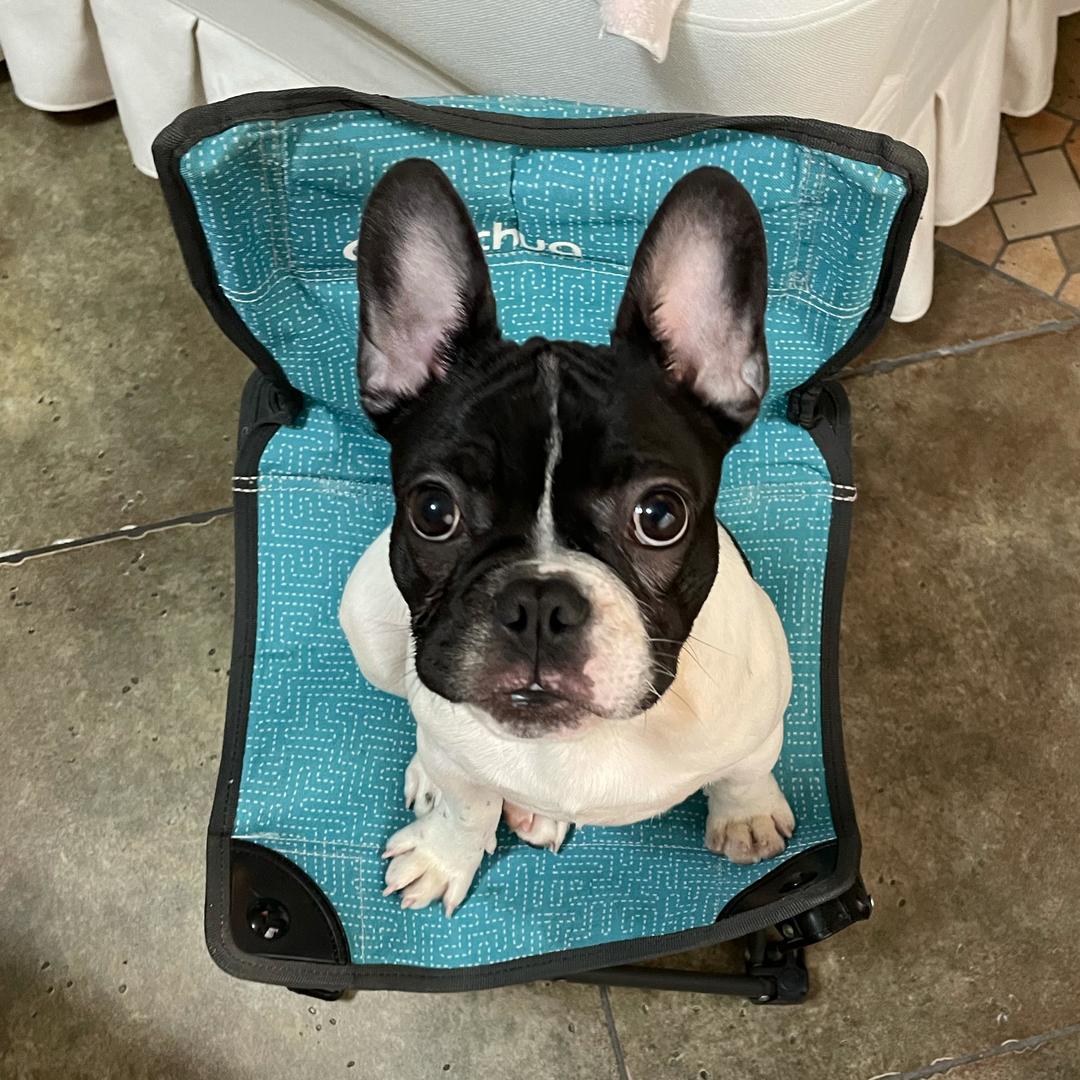 🧜‍♀️鱼鱼の新欣🐶