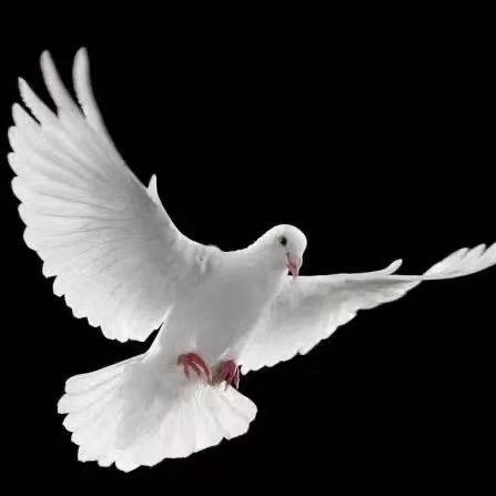 乳鸽养殖 屠宰厂