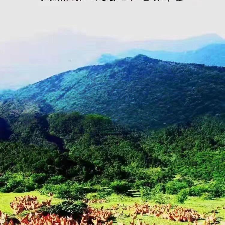 鼎盛生鲜