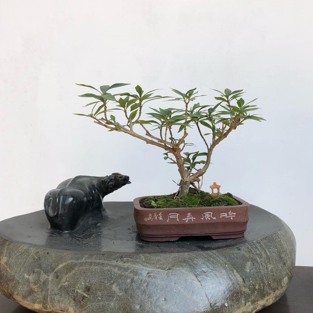 知足常乐🐾🐾