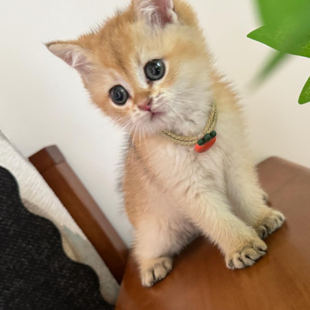 七喜是只金渐层