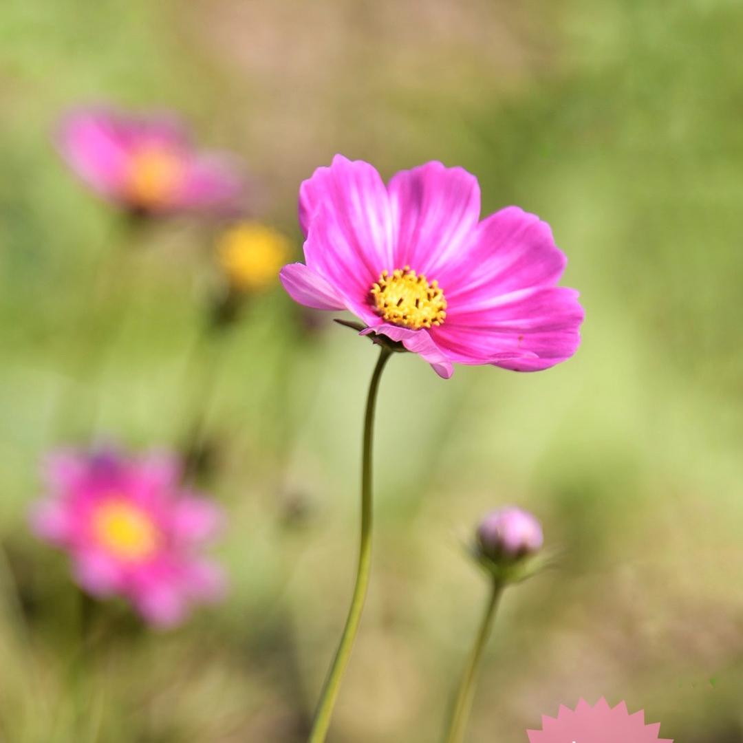 🌈🌈幸运彩虹