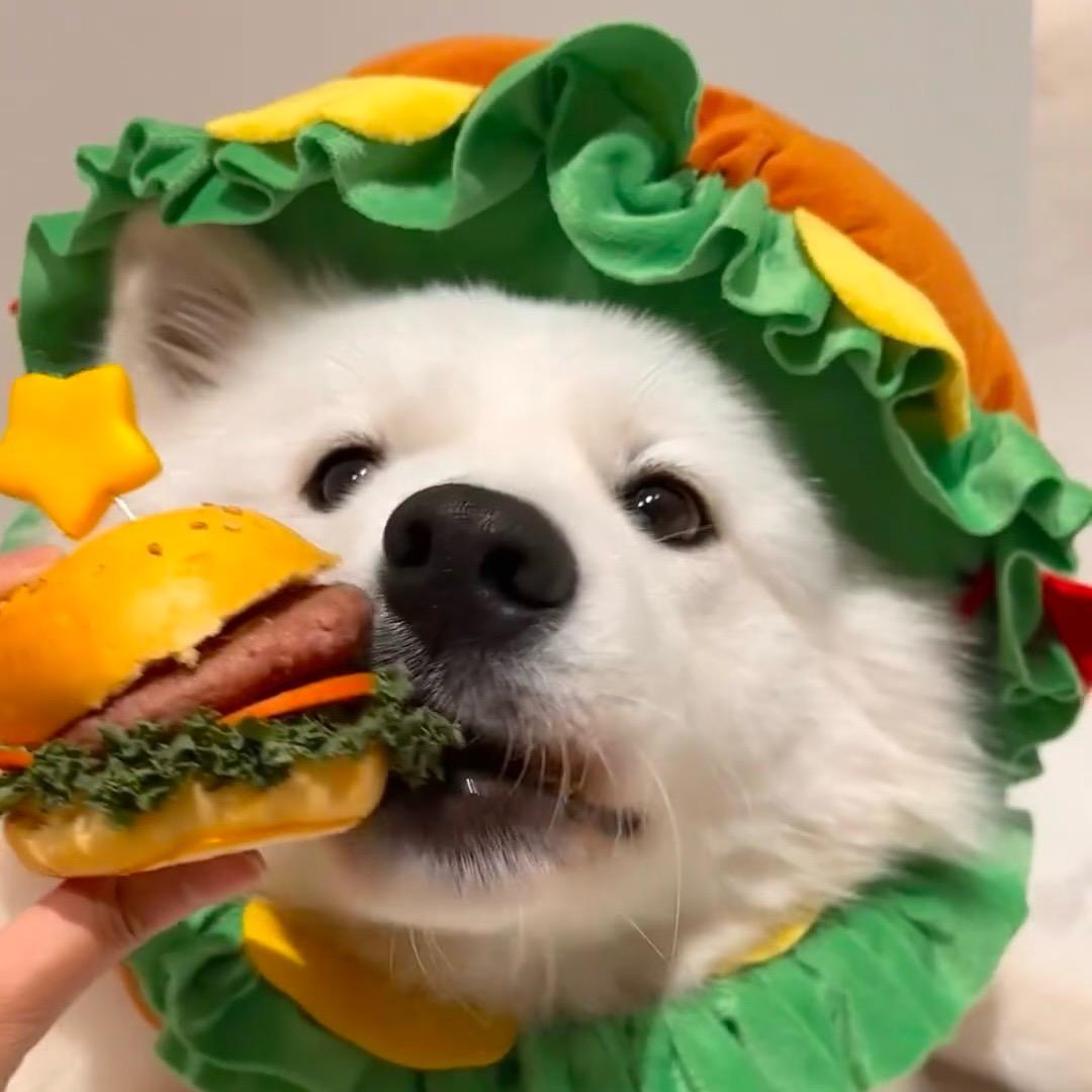 多滋多乐宠物零食乐乐