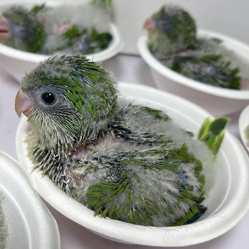 鹦飞凤鵡养殖场🦜
