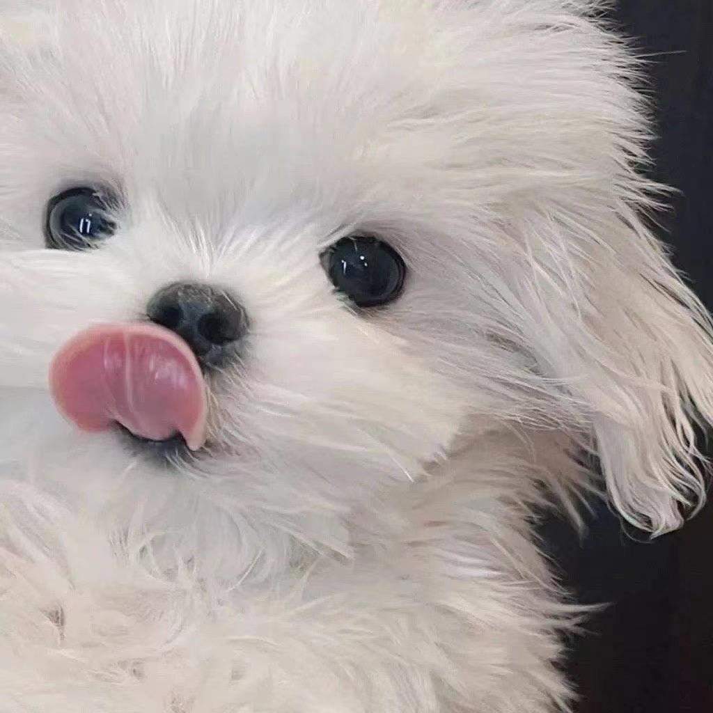 爱汉堡的蟹老板