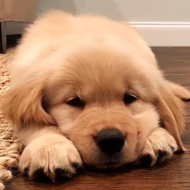 狗狗宠物世界