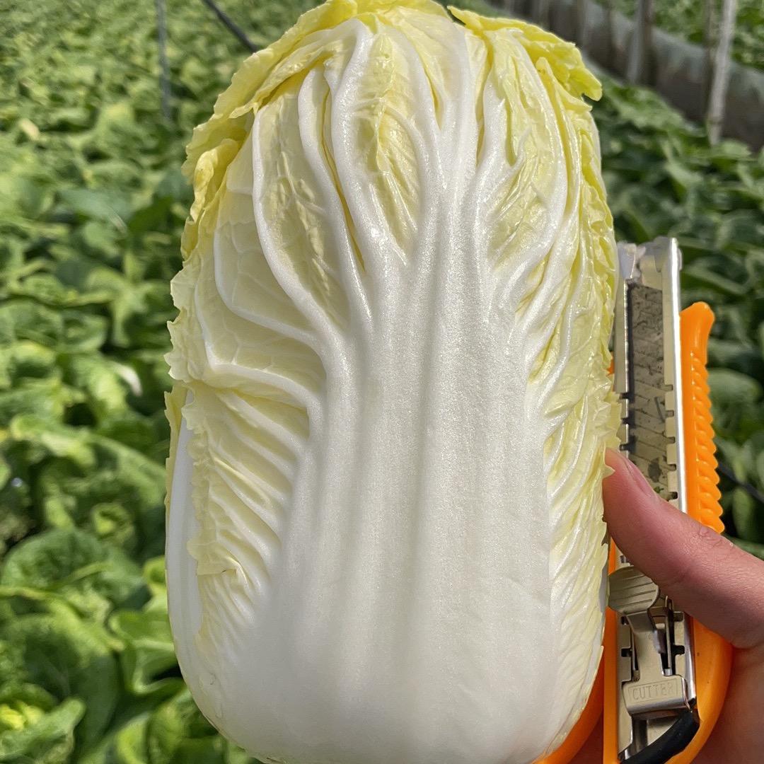 蔬菜男神
