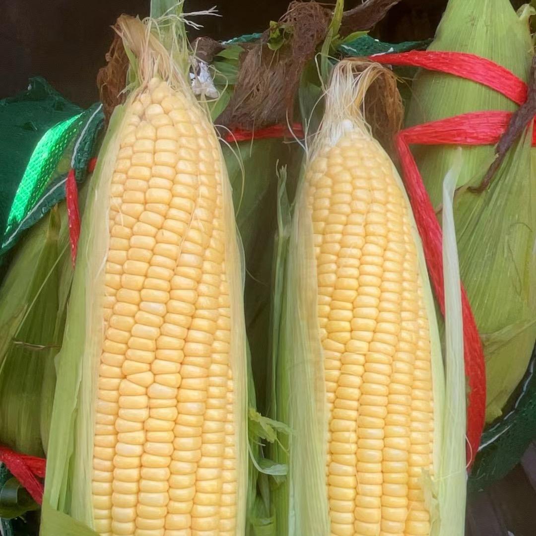 🌽🌽  冯姐🌽🌽