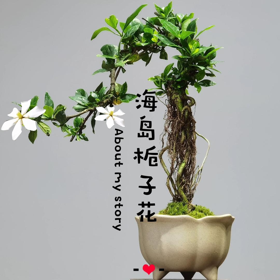 栀子花开