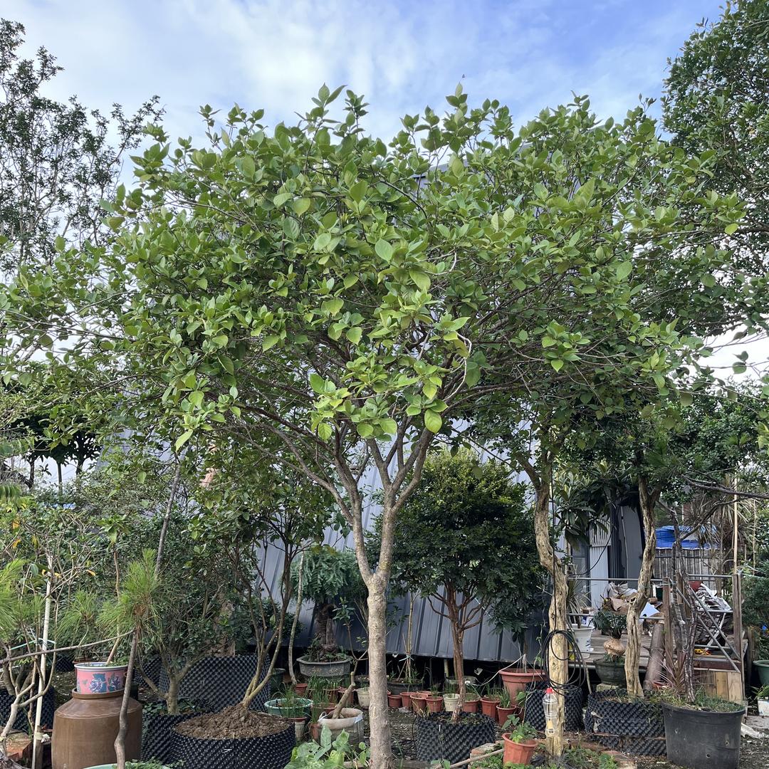 南宁智翔花木场