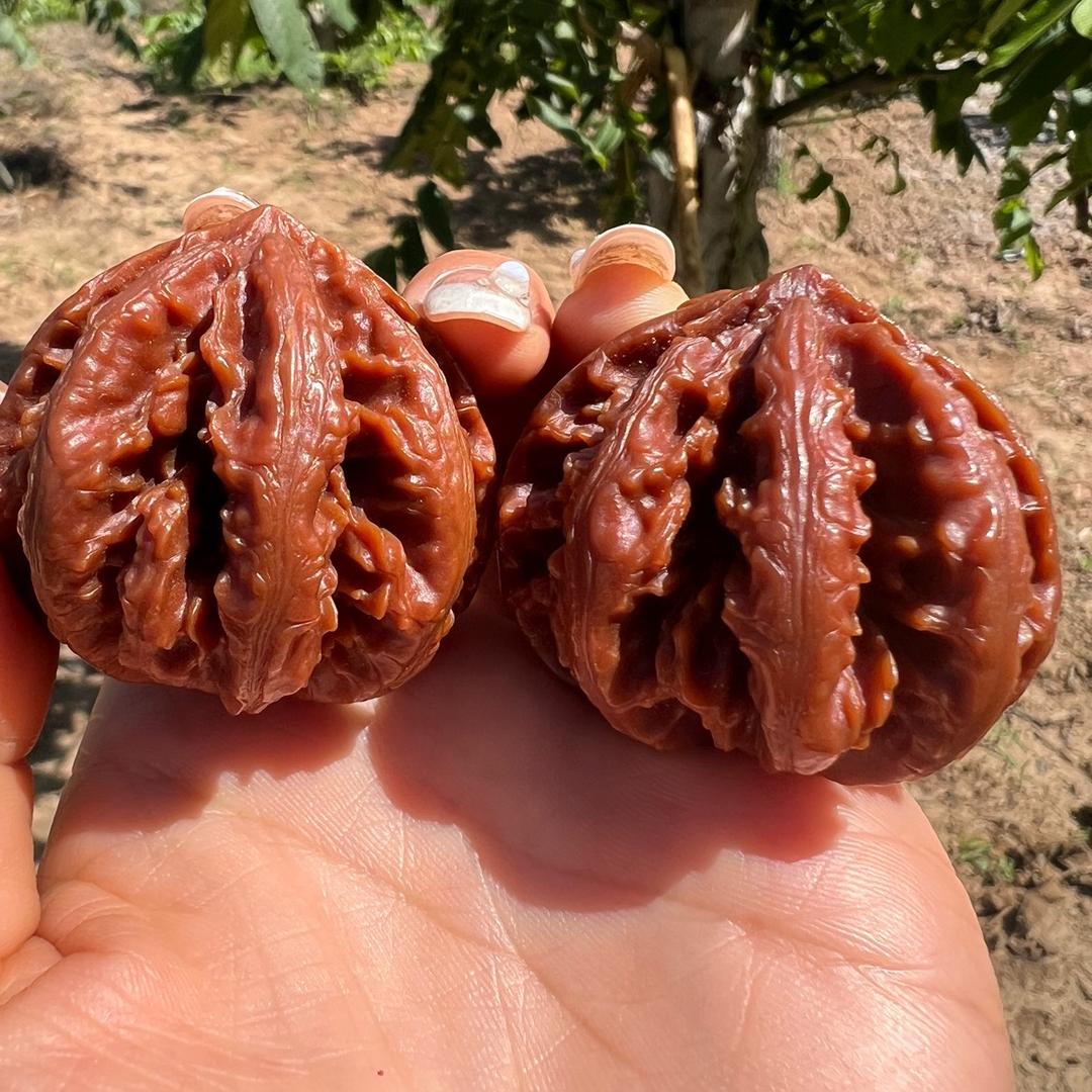 秦岭核王一灯笼核桃
