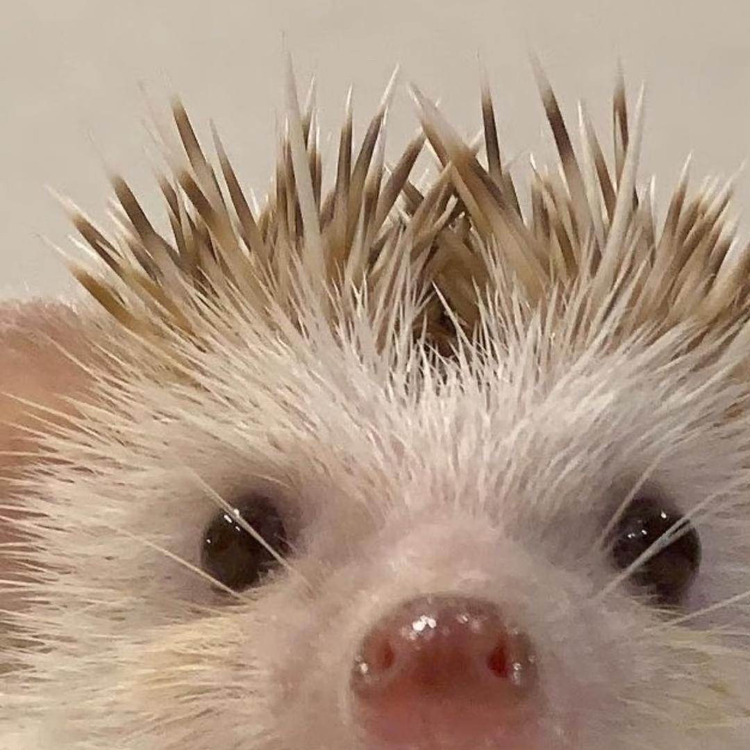 刺猬