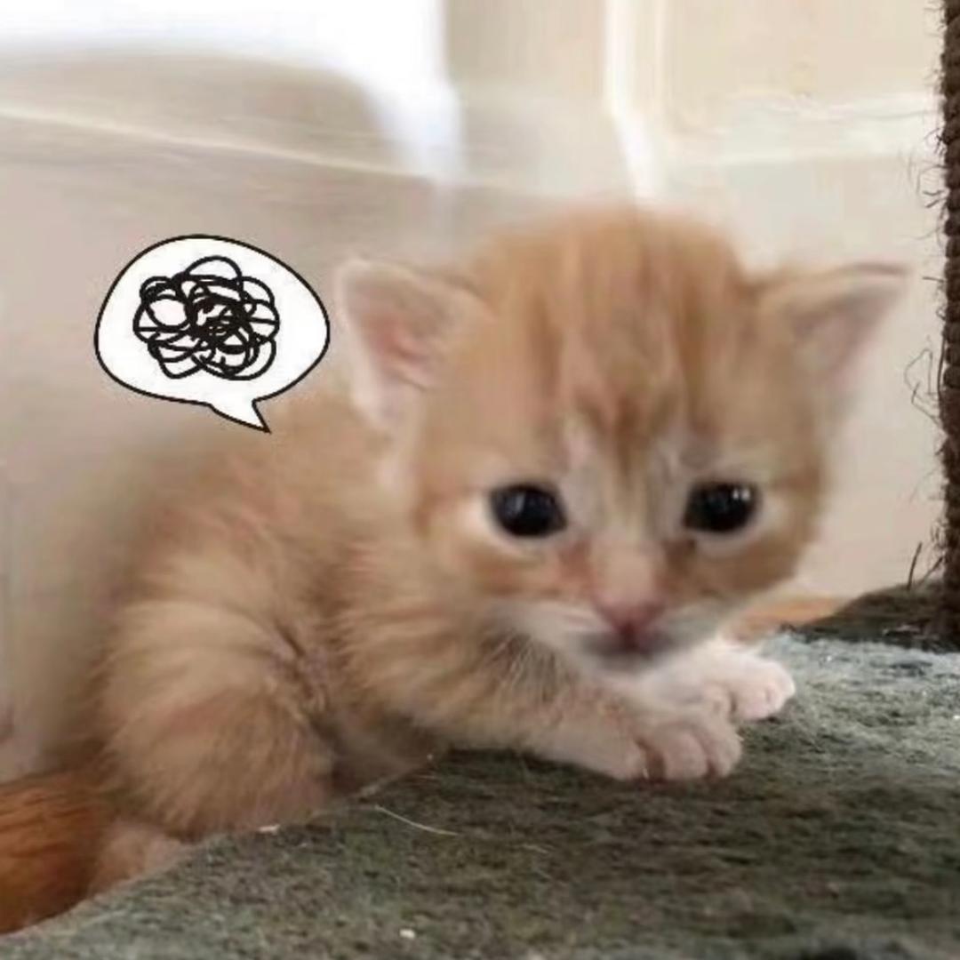 龙 狸