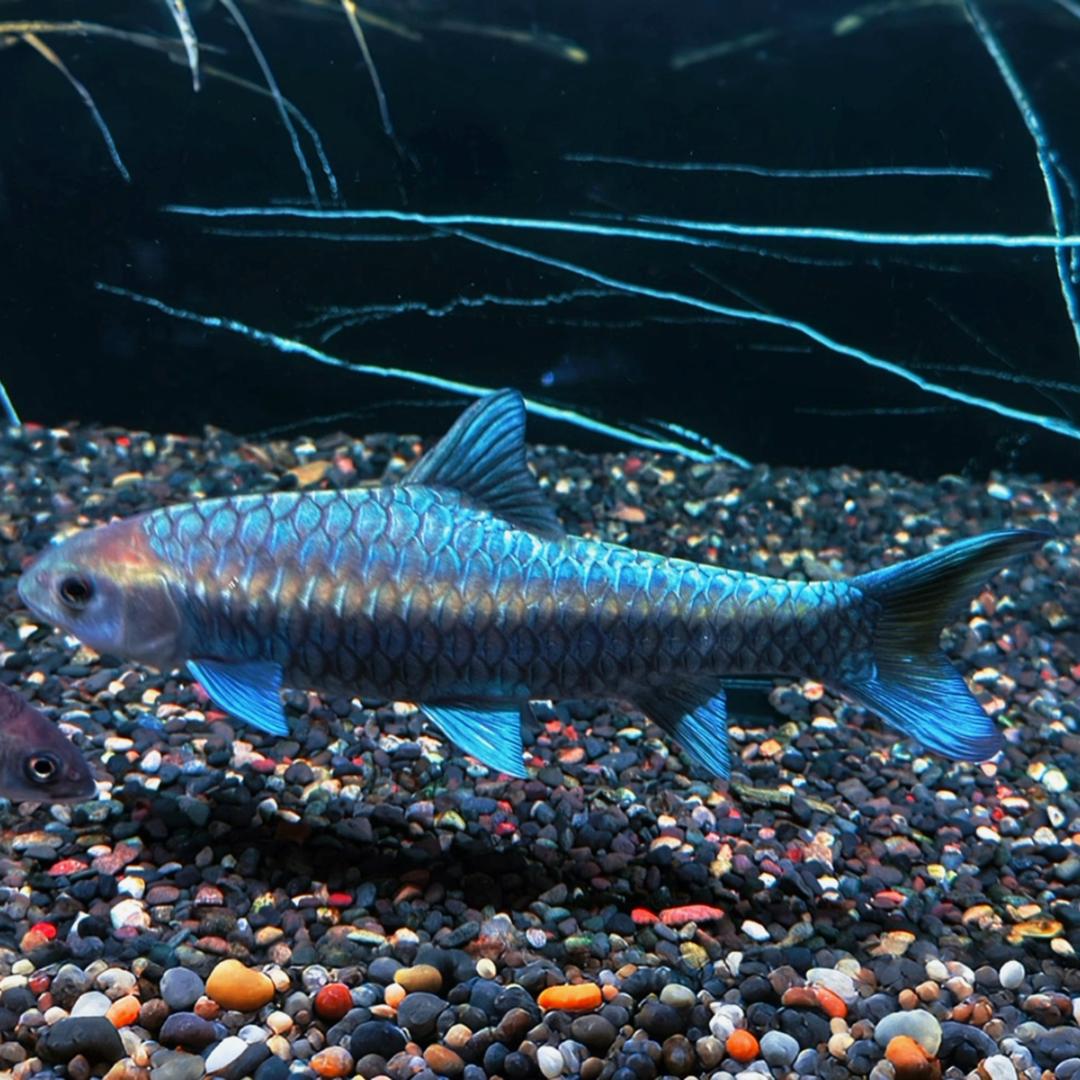 渔饭籽原生吉罗