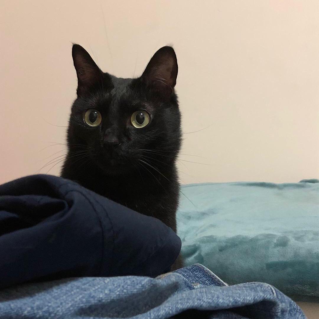 磨叽是只猫