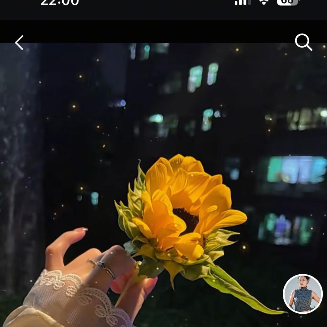 向阳花🌻（努力版）