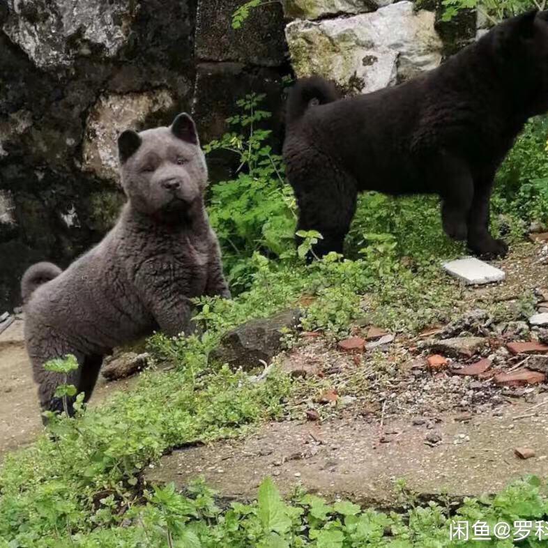 五黑犬之黑化之路