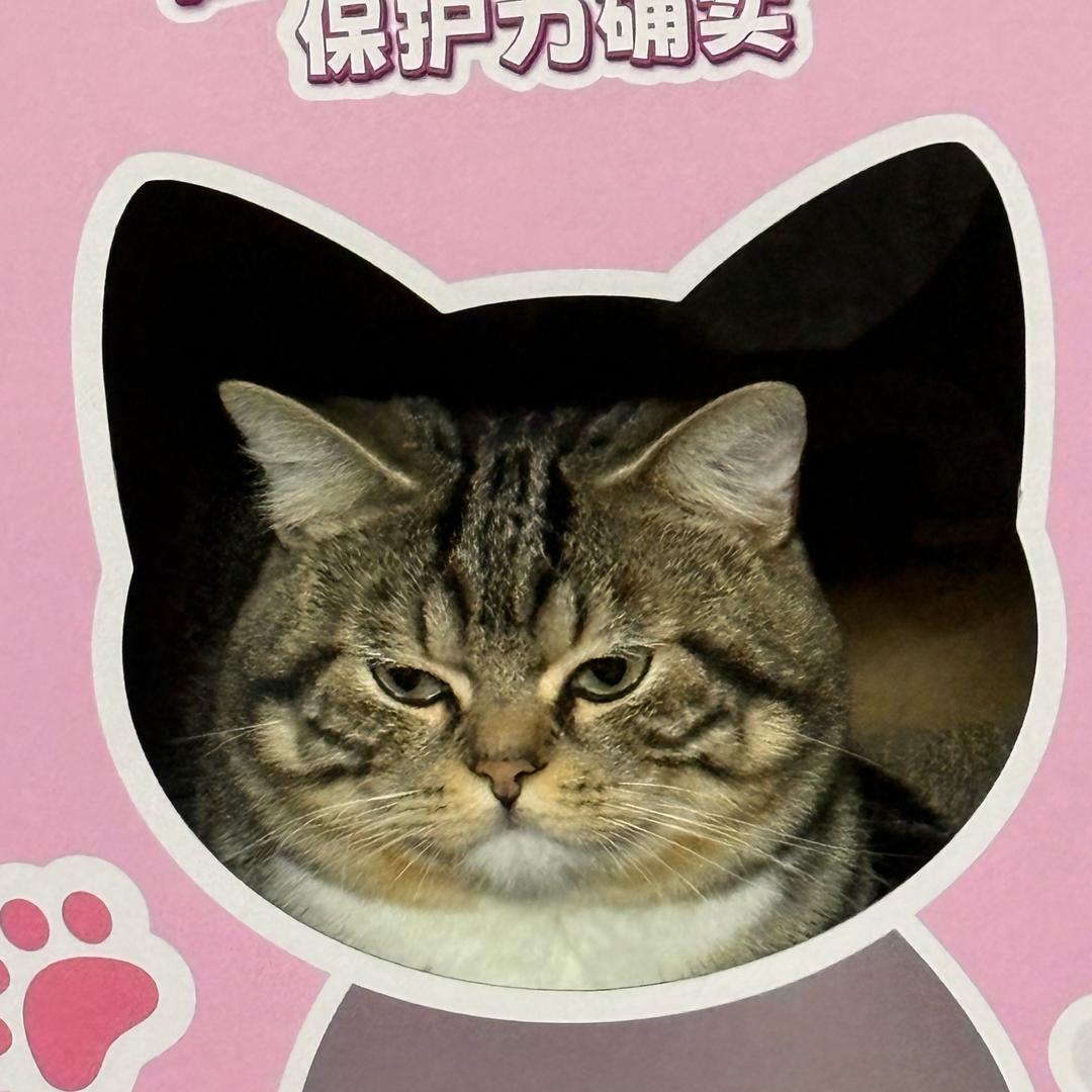 夹心狗