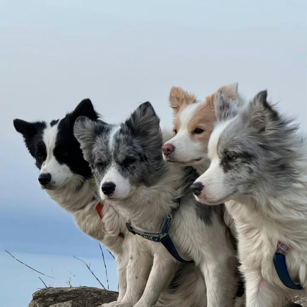 边牧·甄选专场