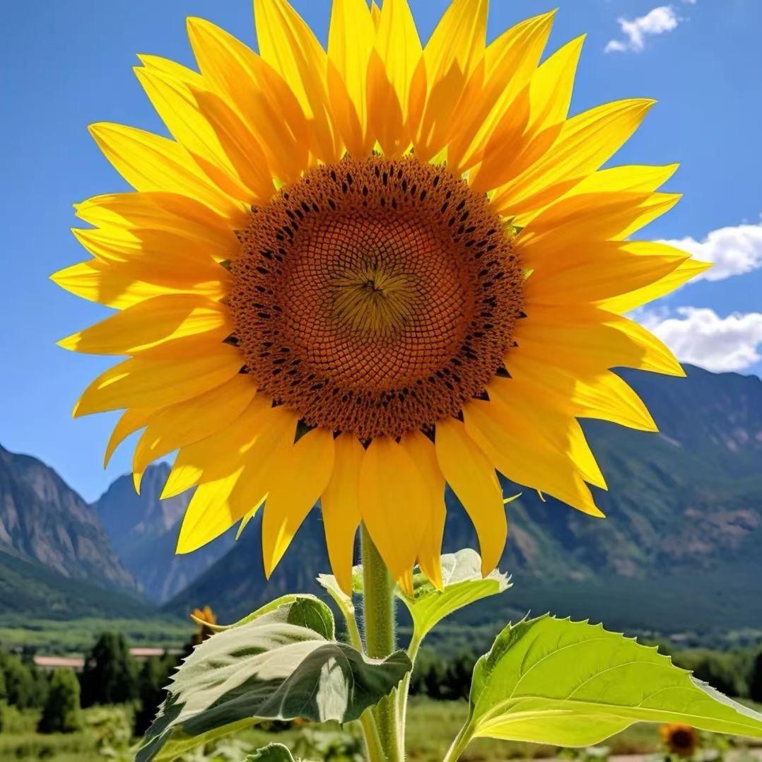 蓝莓姑娘请勿连赞