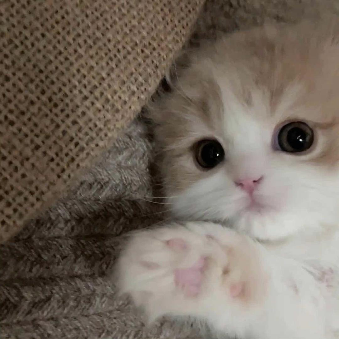 ⁃ ω ⁃