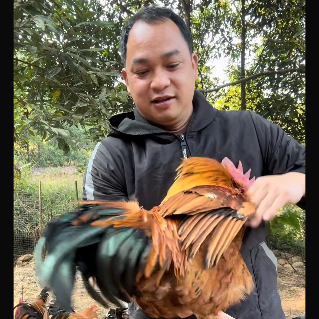 四炮土鸡