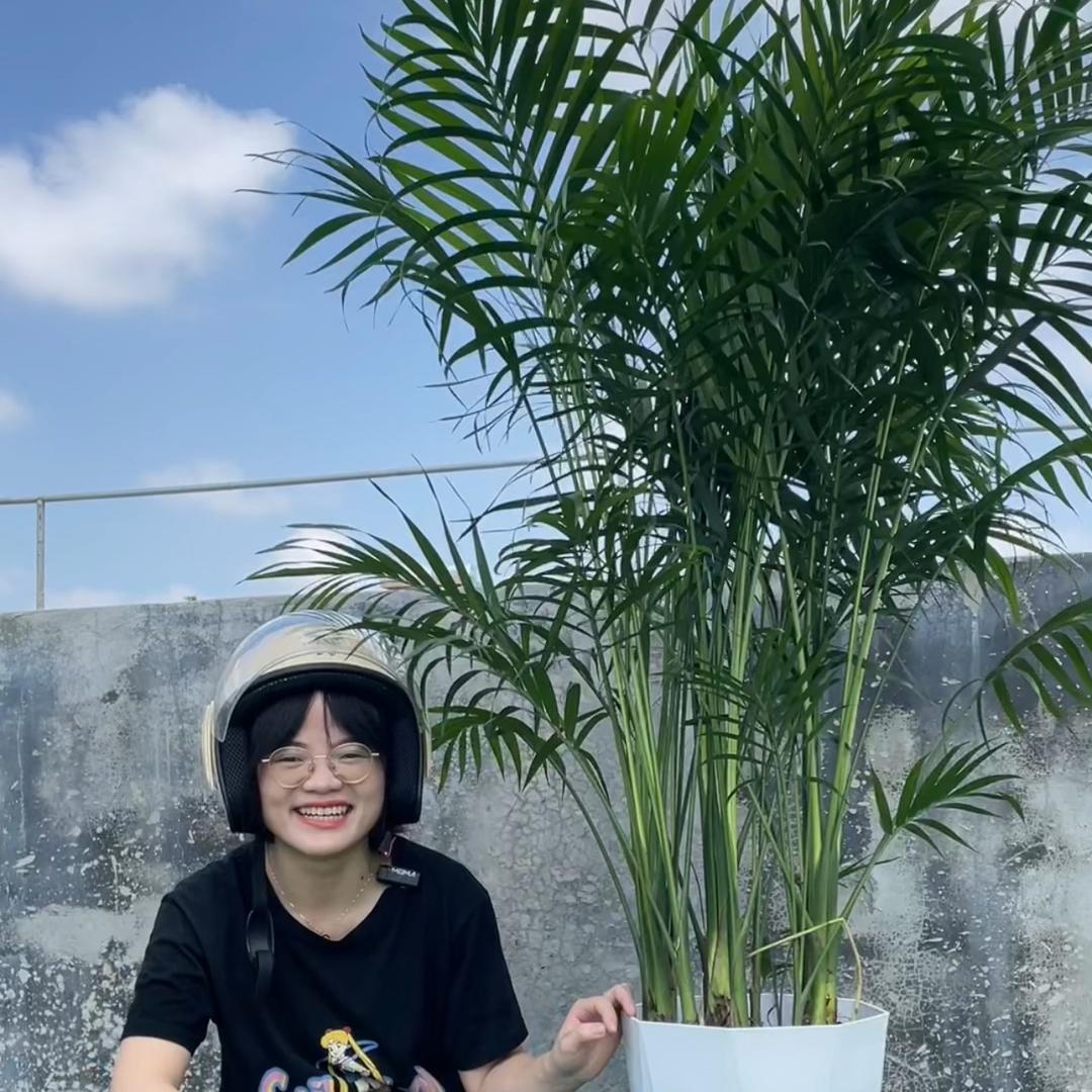 南枫里绿植