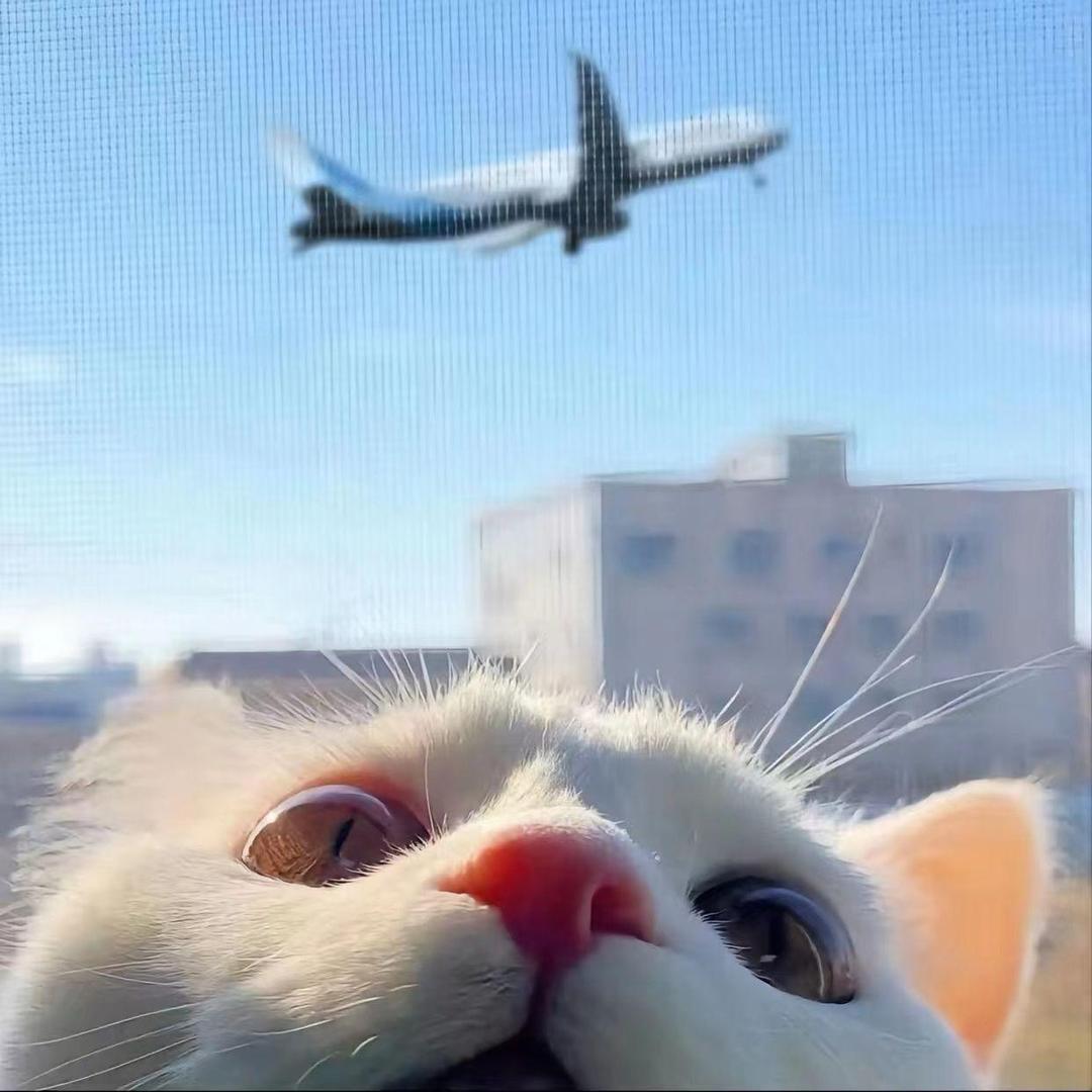 蛮吉.