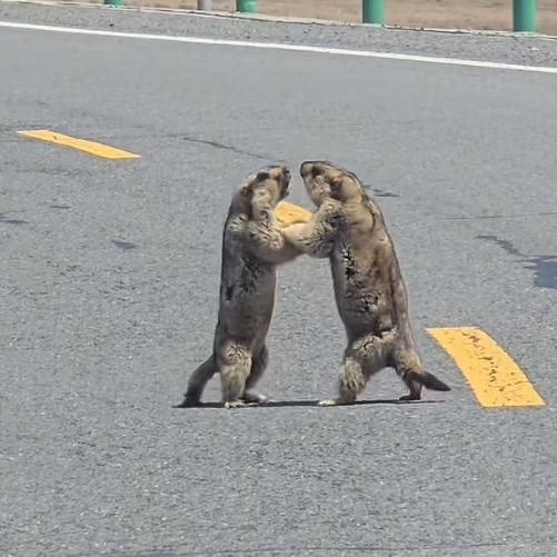 沃情永远滴神