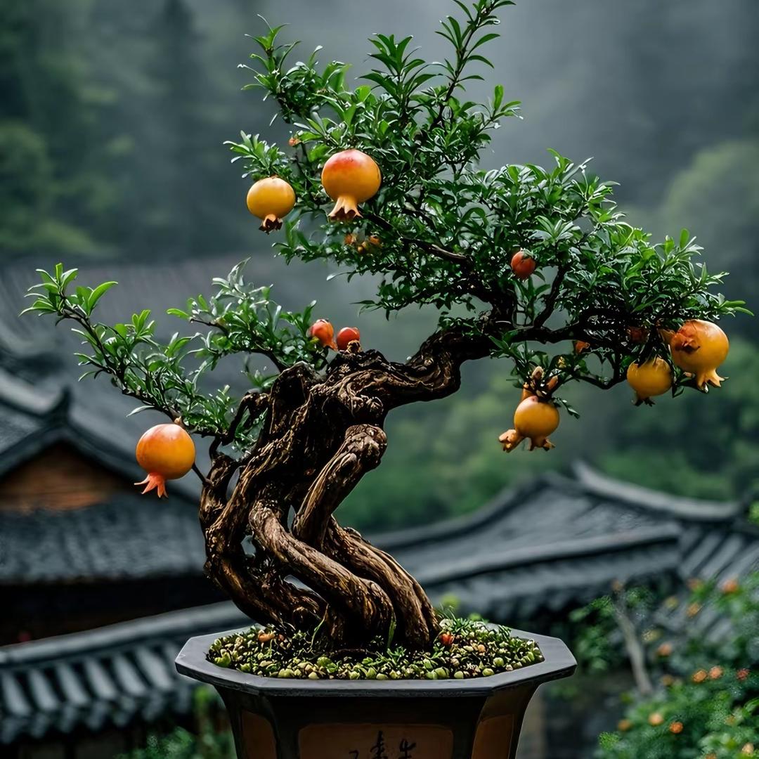 峄城石榴盆景园