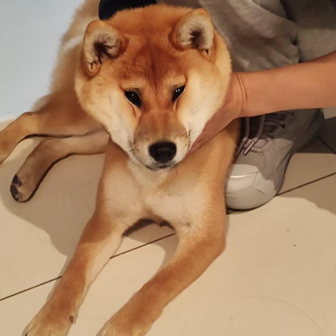 张路飞i