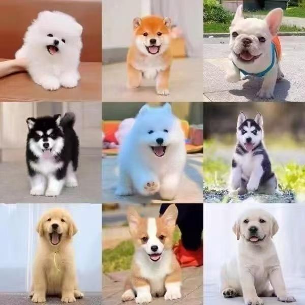 淘小狗