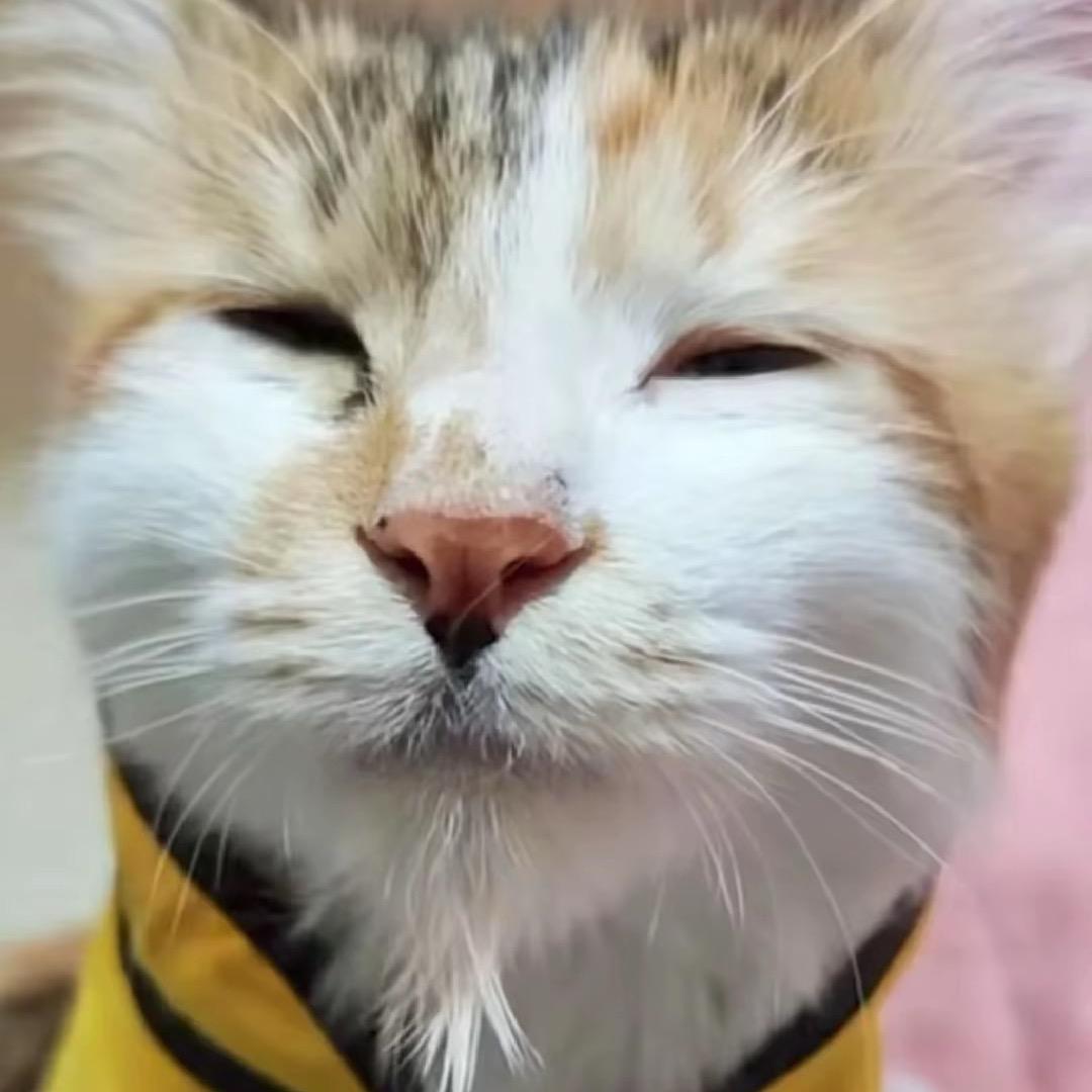 喵星