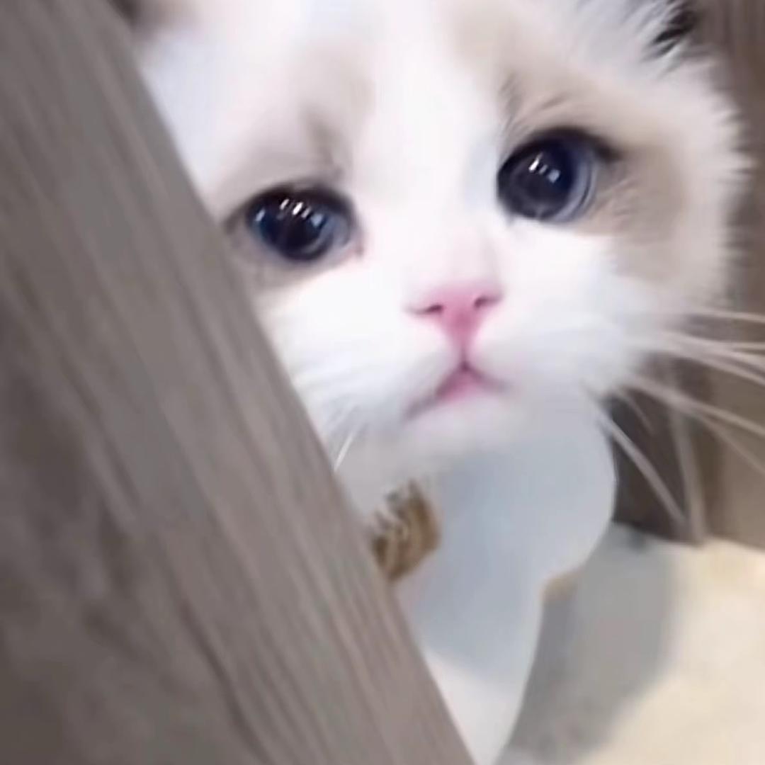 抖音监察员®️小k