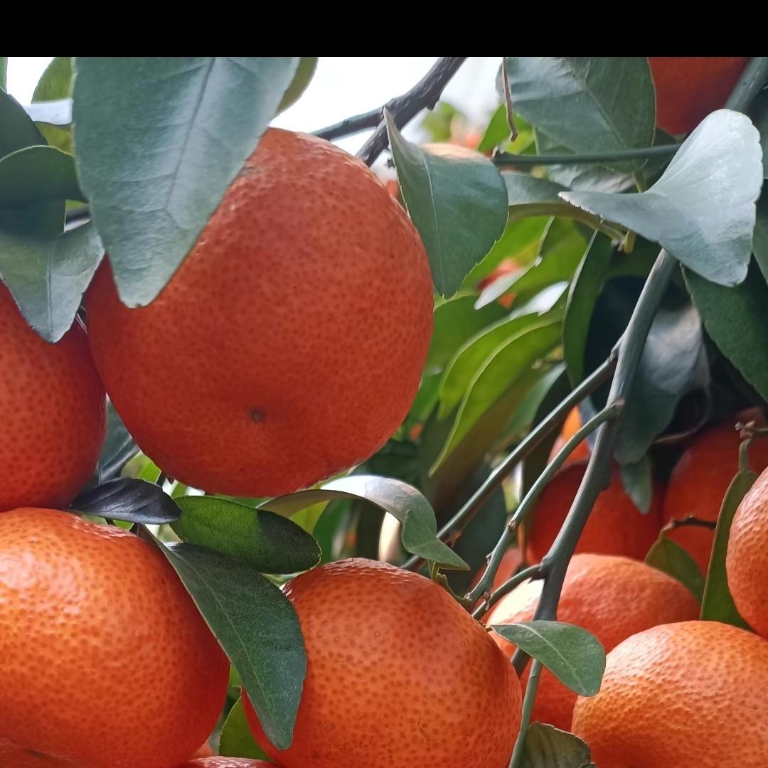 荔雄园艺专营店