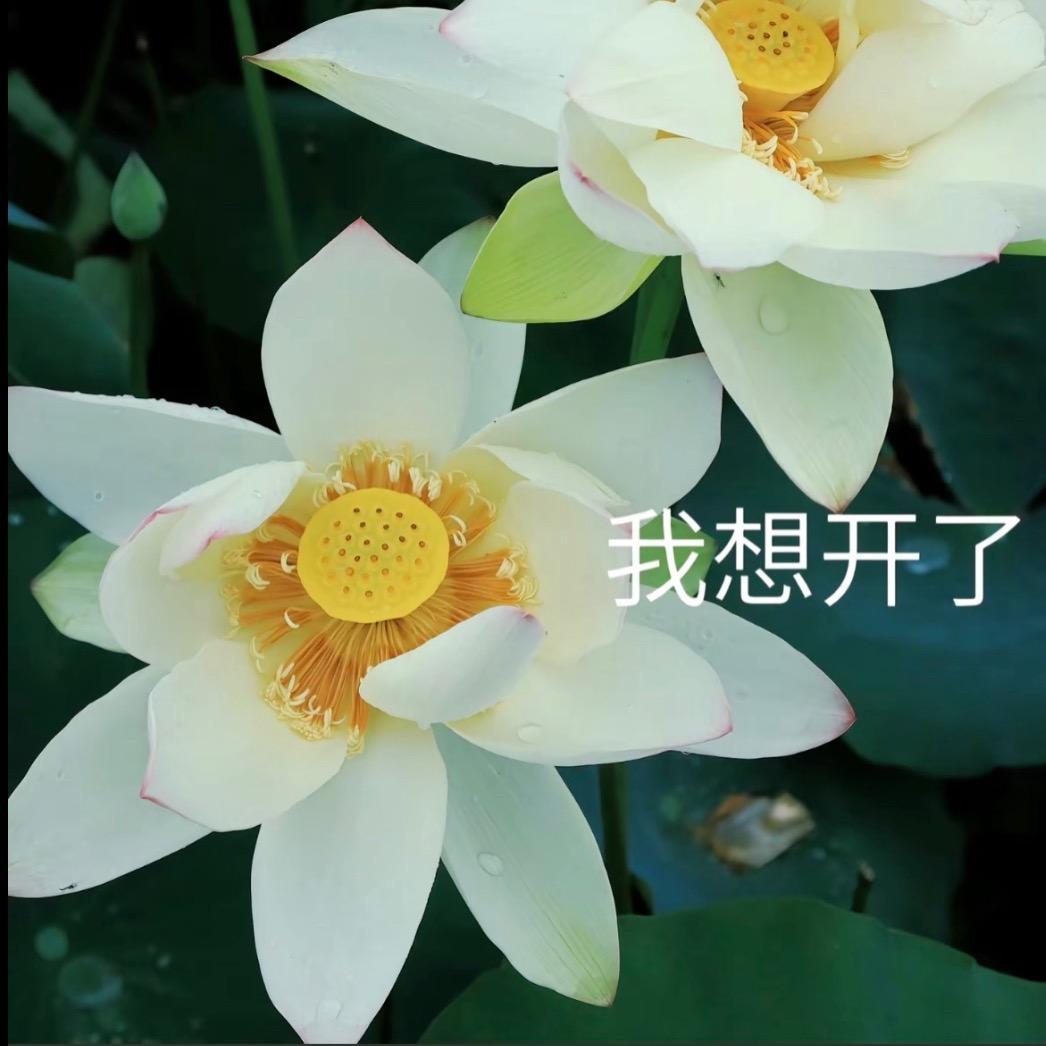 ㅤㅤㅤㅤㅤㅤㅤLi