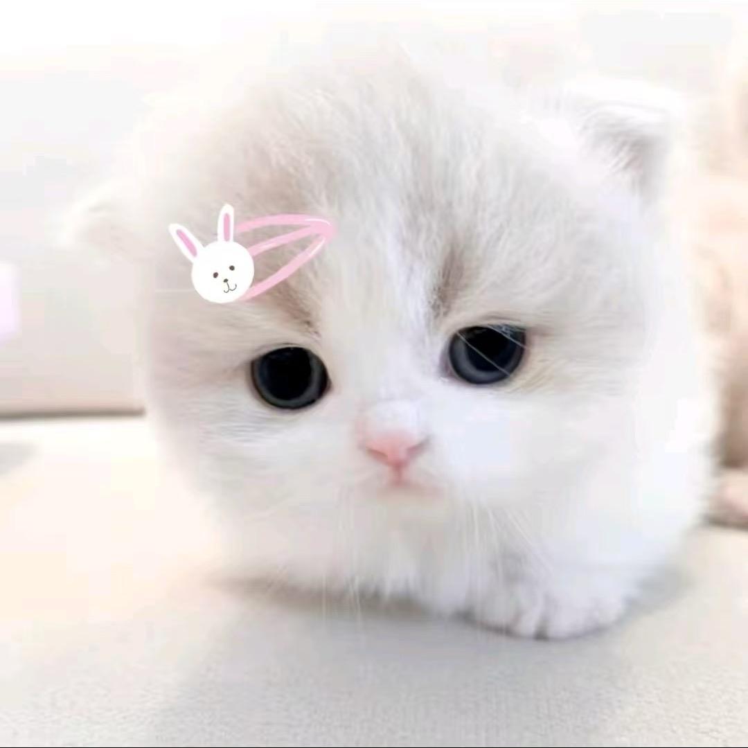 爱吃螺狮粉