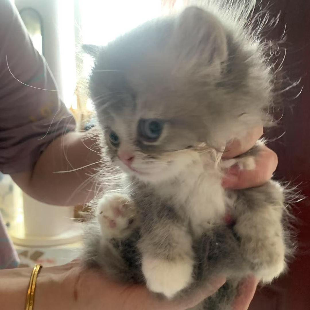 四宝的成长日记