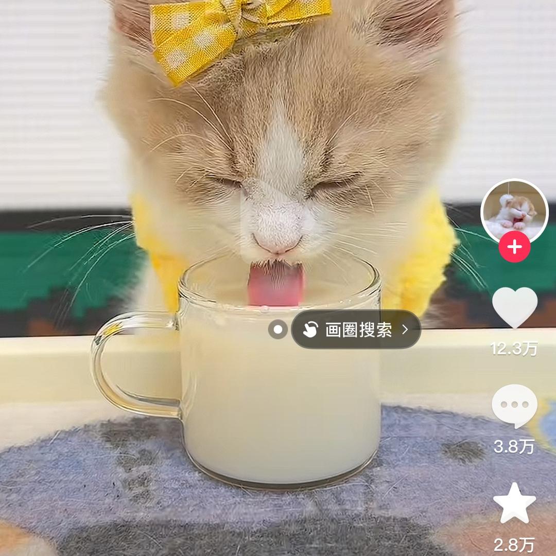 小猫猫