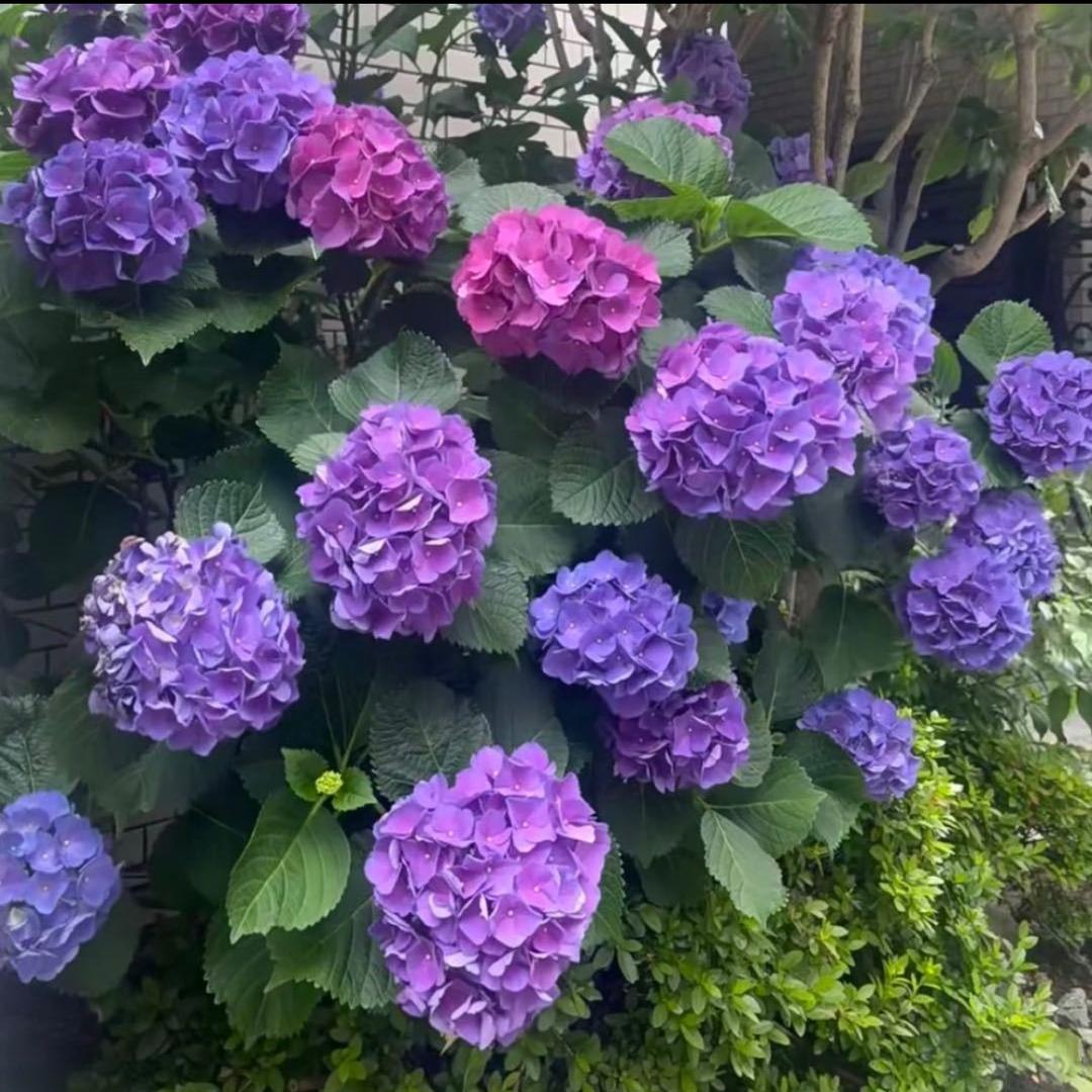 梅🌸