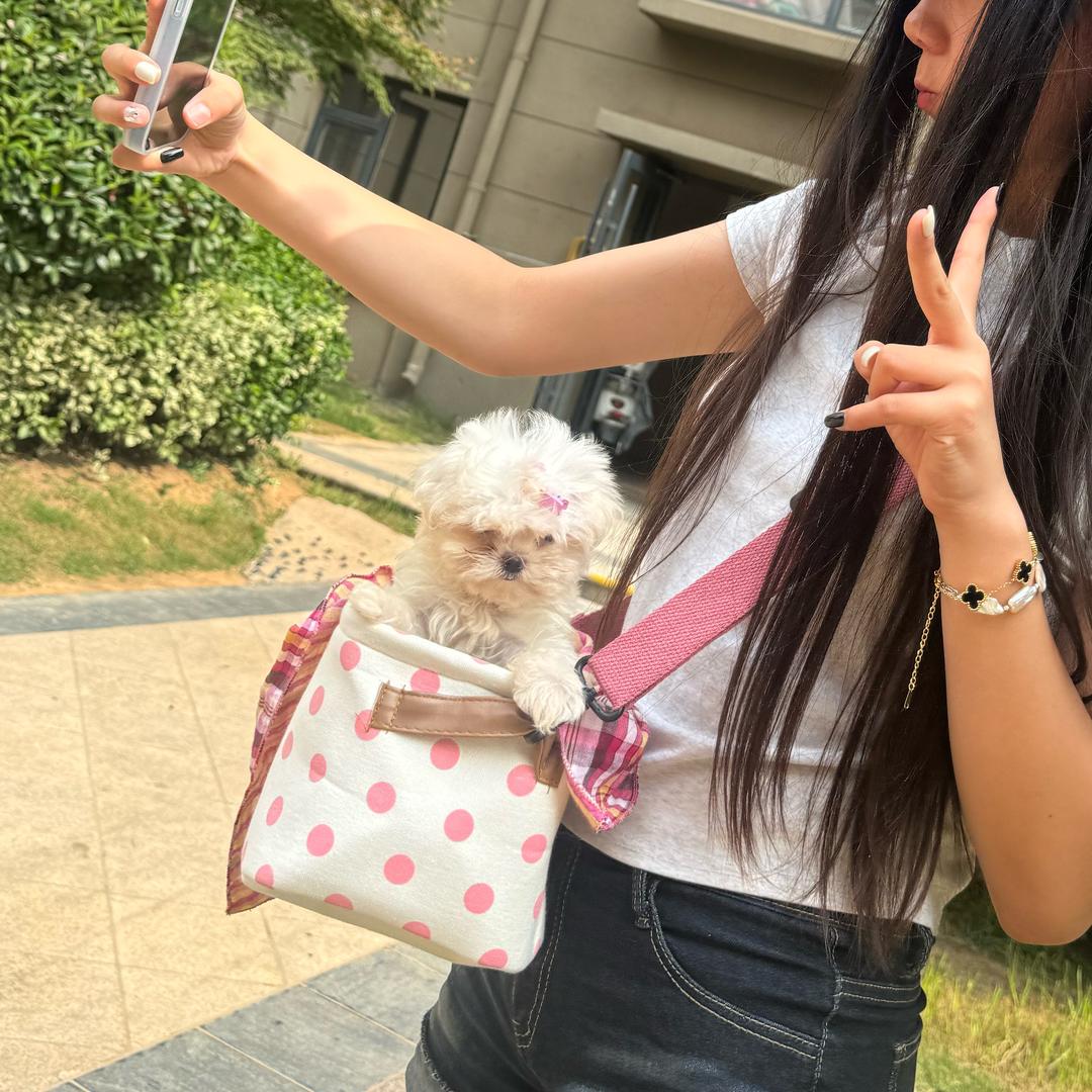 貌美如花只宠你