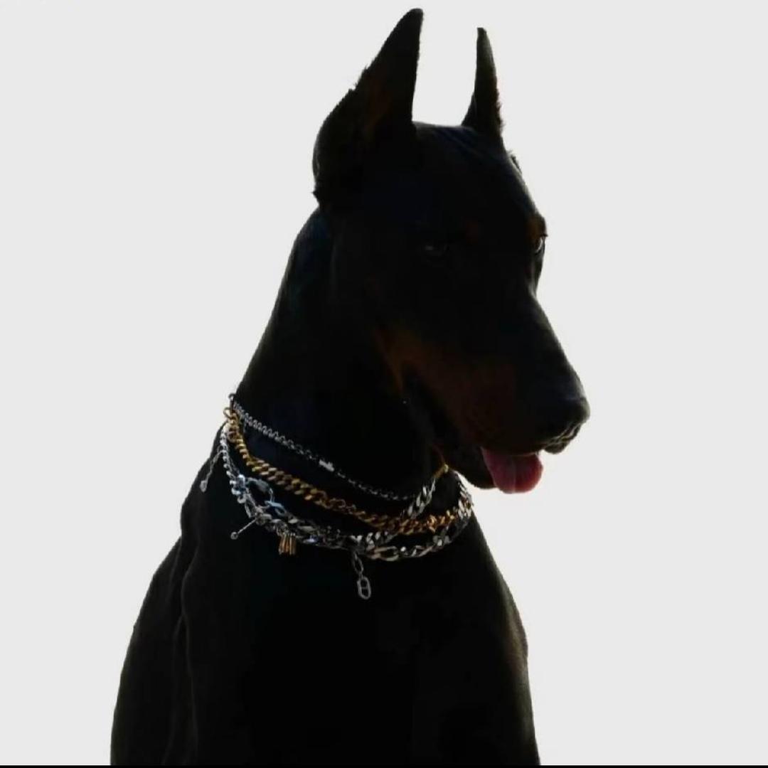 会打鼓的狗🐶