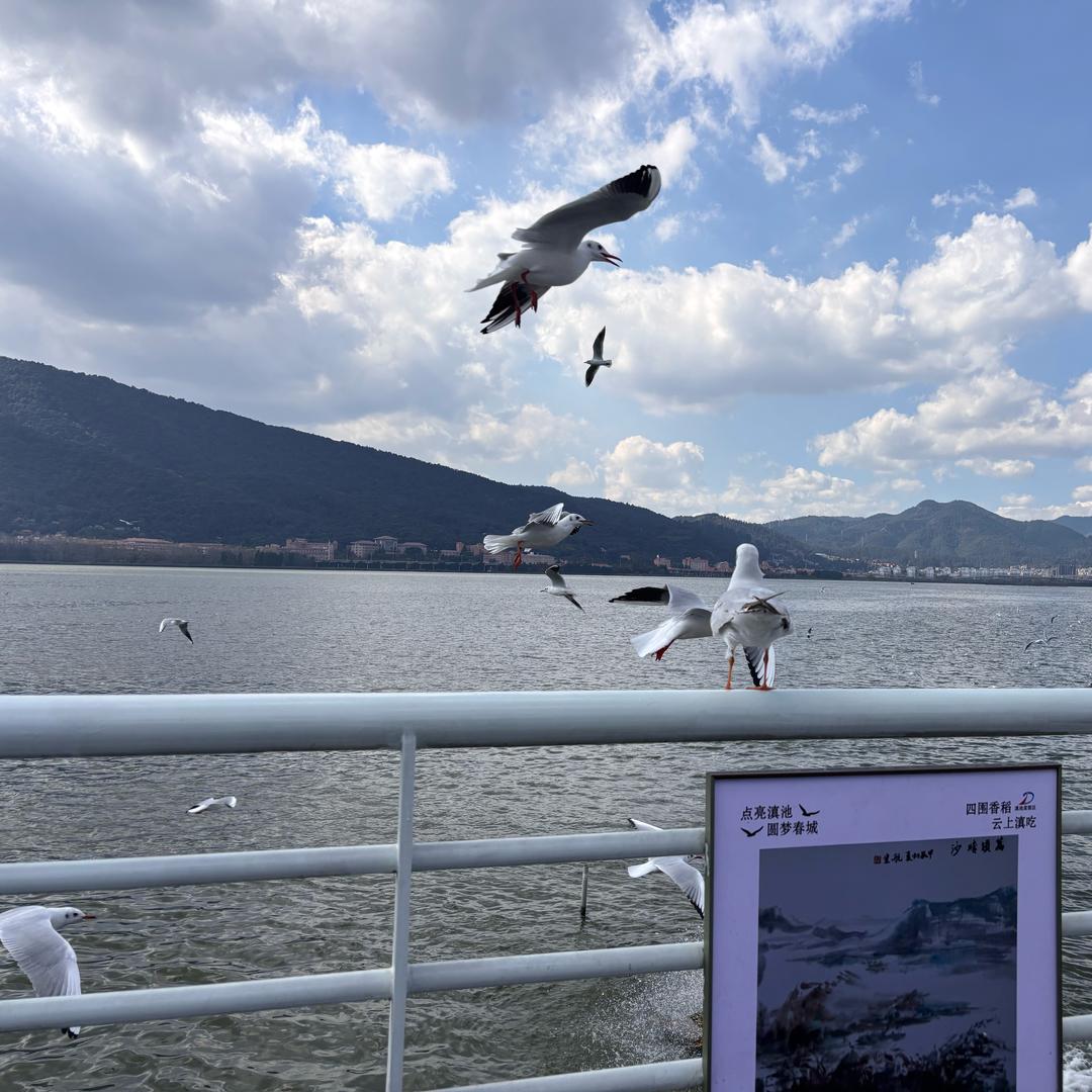 昆明斗南花枝语鲜花代购批发