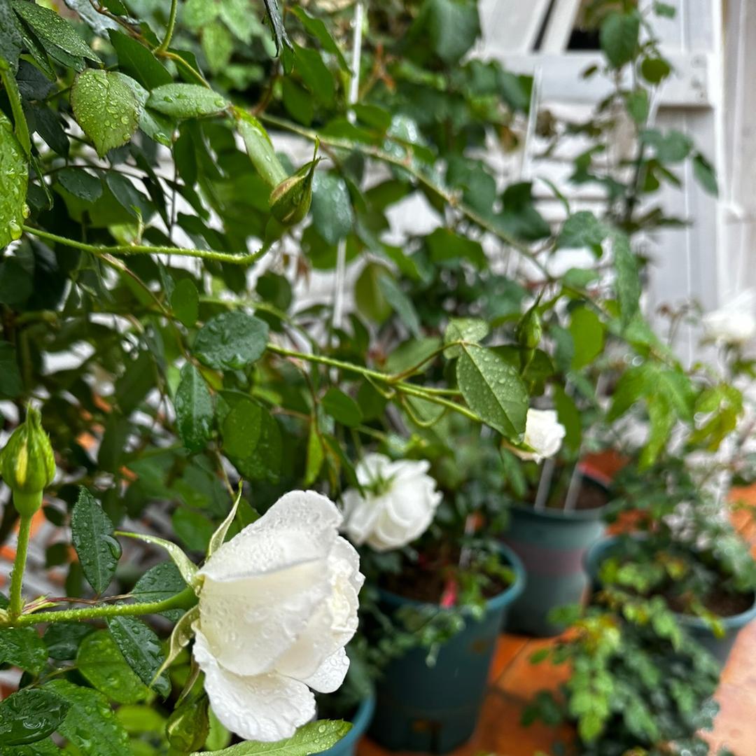 🌺LiLy丽丽的好物小确🌺