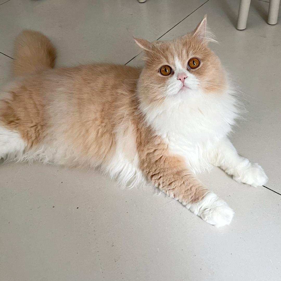 M.