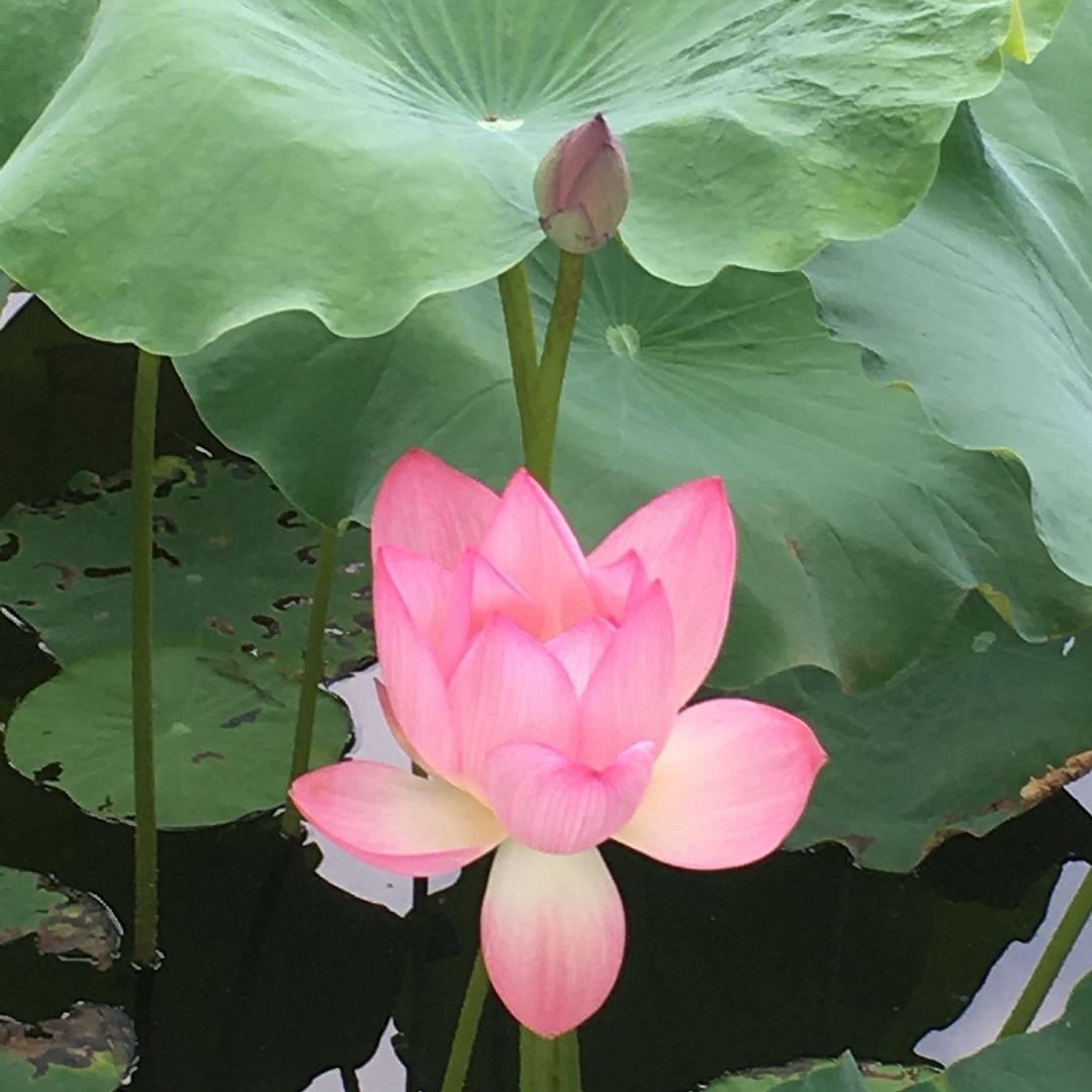 星鑫回收凤尾竹