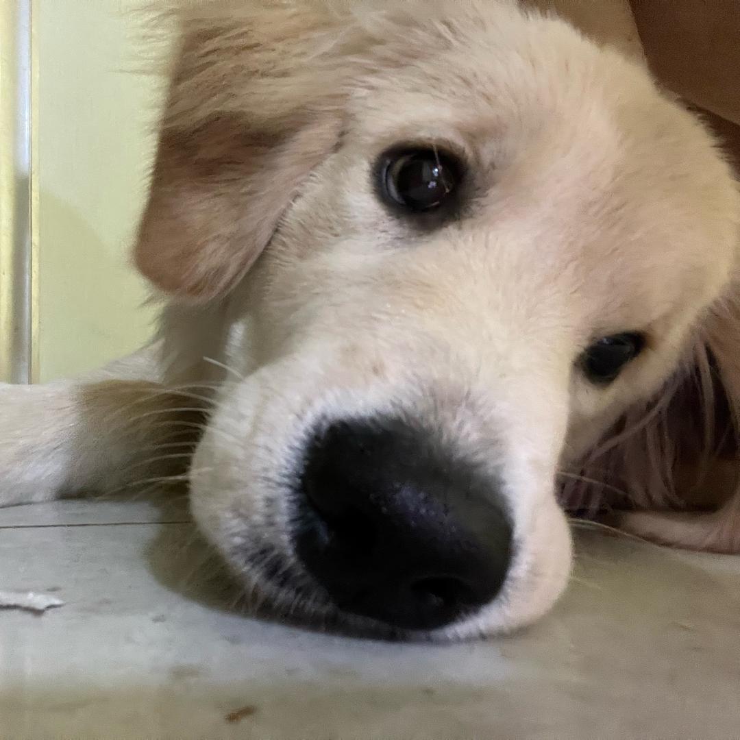 泡芙是只小金毛