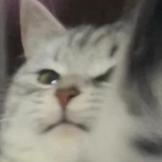 早睡Yy🐾