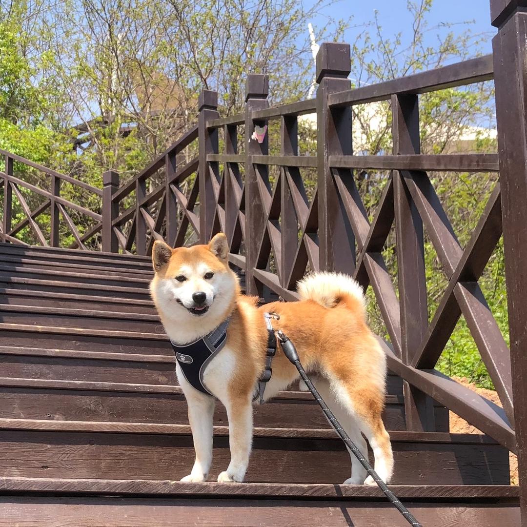 柴犬七旺